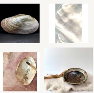 Abalone Shells